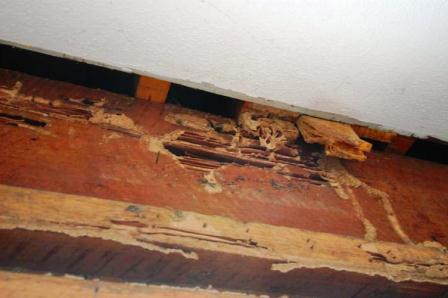 Wood Destroying organisms and termites found in a truss