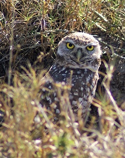 Picture showing a burrowing owl