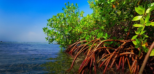 Picture showing Mangroves at a shore line